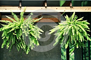 romantic house with Boston fern