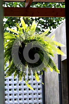 romantic house with Boston fern