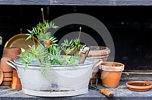 Romantic idyllic plant table in the garden with old retro flower pot pots, garden tools and plants
