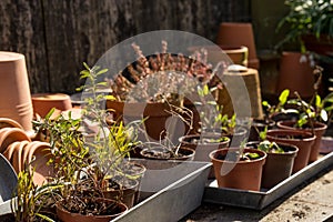 Romantic idyllic plant table in the garden with old retro flower pot pots, garden tools and plants