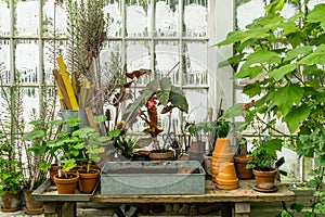 Romantic idyllic plant table in the green house with old retro terracotta flower pots