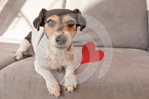 El perro. lindo el perro es un posesión corazón sobre el Día de San Valentín en boca 