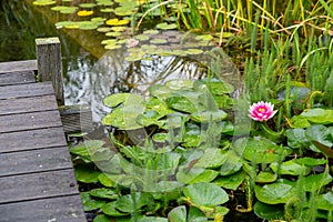 Romantic jetty in a garden pond with water lilies and aquatic plants