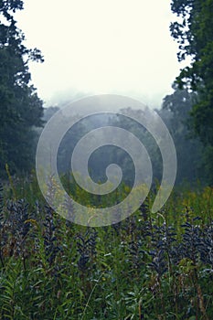 Romantic Landscape of photography of forest and lake in skovde sweden. photo