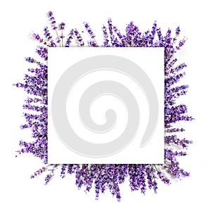 Romantic lavendula frame on white background