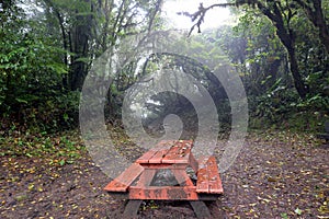 Romantic lonely red bench in the forest in Moteverde. Costa Rica.