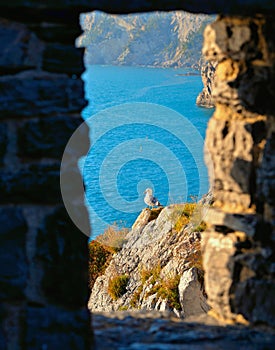 Romantic look at Portovenere on mediterranean sea, seagull on cliff through a historic medieval stone arch window. Liguria . Italy