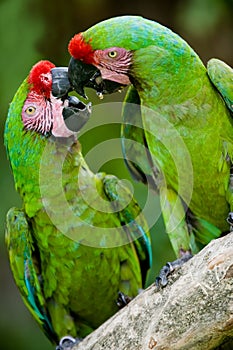 Romantic military macaws photo
