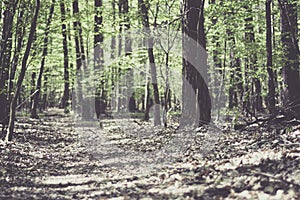 Romantic mood in a Polish forest