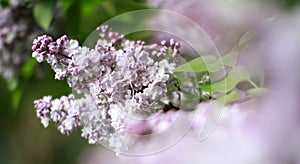 Romantic morning on Syringa Vulgaris lilac flowers with blurry forefront photo