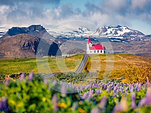 Romantic morning view of ice iconic church - Ingjaldsholl. Sunny summer scene of Iceland with field of blooming lupine flowers and