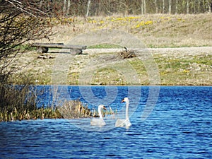 Romantic mute swans in the baltic sea photo