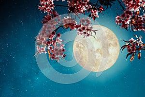 Romantic night scene - Beautiful cherry blossom sakura flowers in night skies with full moon.