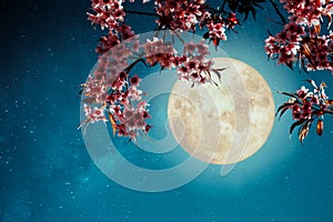 Romantic night scene - Beautiful cherry blossom sakura flowers in night skies with full moon. photo