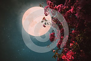 Beautiful pink flower blossom in night skies with full moon. photo