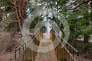 Romantic old bridge in a pine forest