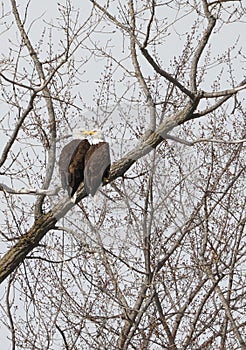 Romantic pair of bald eagles perched on a tree
