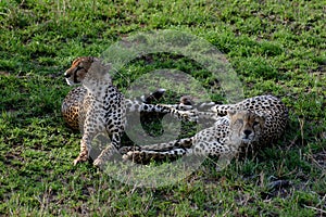 A romantic pair of Cheetahs in the Serengeti NP