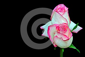 Romantic pair of pink and white color roses against dark background