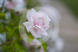 Romantic Pale Pink Rose With Blurred Background