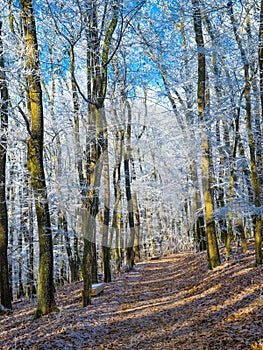 Romantic park in the winter