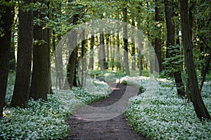 Romantic path in ramson in blossom backlighted by the sun.