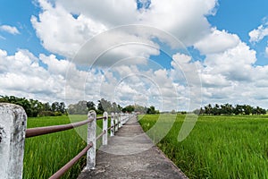 Romantic pathway through rice field