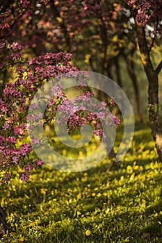 romantic photo of trees in bloom with pink flowers at sunset