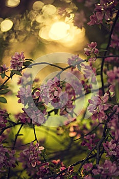 romantic photo of trees in bloom with pink flowers at sunset