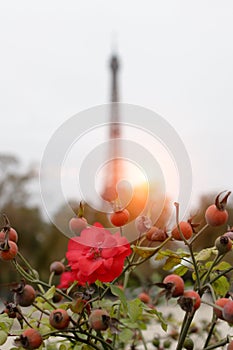 Blooming rose, Eiffel Tower, sunset