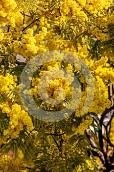 Romantic photograph of a detail of a mimosa plant, a plant widely used among flowers as a gift to women in their `women`s day`