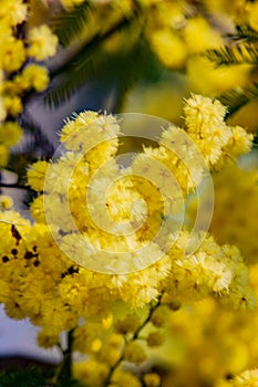 Romantic photograph of a detail of a mimosa plant, a plant widely used among flowers as a gift to women in their `women`s day`