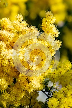 Romantic photograph of a detail of a mimosa plant, a plant widely used among flowers as a gift to women in their `women`s day`