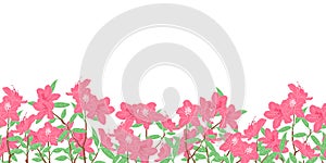 Romantic pink azalea flowers or rhododendron blossom in spring background and borders. Floral frame border seamless pattern.