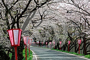 Romantic pink cherry tree (Sakura) blossoms and Japanese style lamp posts along a country road ( blurred background