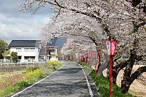 Romantic pink cherry tree Sakura blossoms and Japanese style lamp posts along a country road blurred background effect