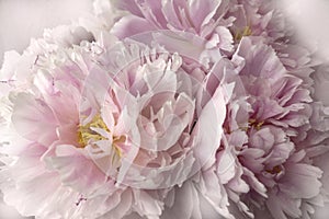 Romantic pink flowers peonies in vintage tonality