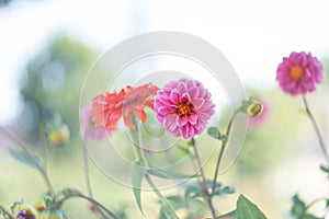 Romantic pink and orange flowers blooming in garden. Retro, vintage feeling, Selective focus