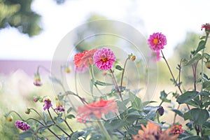 Romantic pink and orange flowers blooming in garden. Retro, vintage feeling, Selective focus