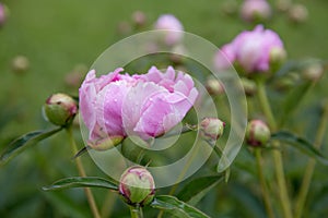 Romantic pink peonies in spring garden. photo
