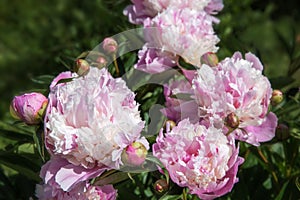 Romantic pink peonies in spring garden. photo