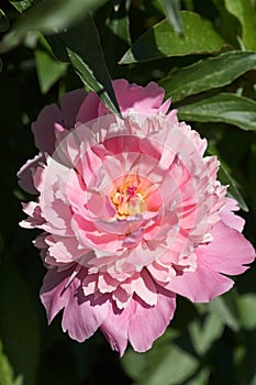 Romantic pink peonies photo