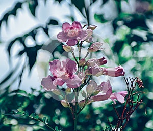 Romantic Pink and Purple Flower Bokeh
