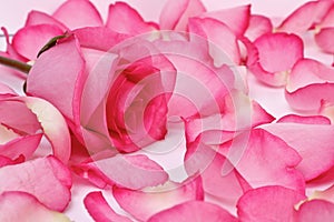 Romantic pink rose