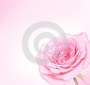 Romantic Pink Rose with diamond ring