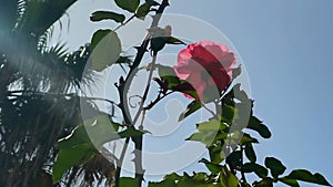 Romantic pink rose with green foliage in the garden