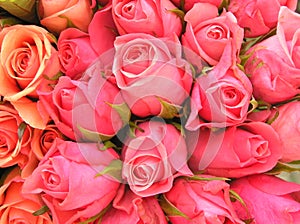 Romantic pink roses