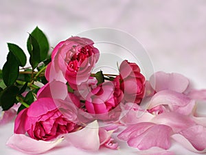 Romantic pink roses