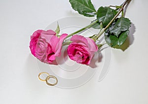 Romantic pink roses and gold engagement rings on white background.