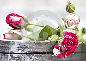 Romantic pink roses on grey wooden tray